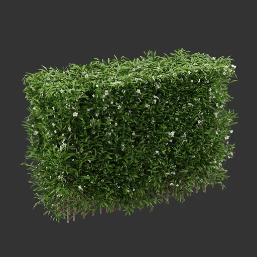 Hedge Flowering Bush Plant