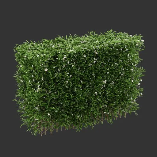 Hedge Flowering Bush Plant