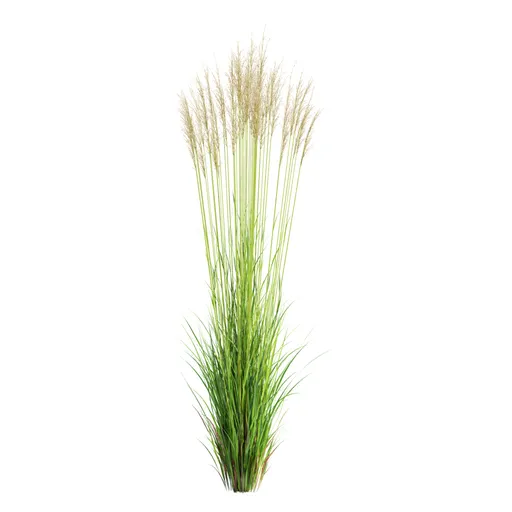 Grass Molinia Caerulea Heidebraut