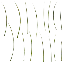 Acorus gramineus ogan Leaf