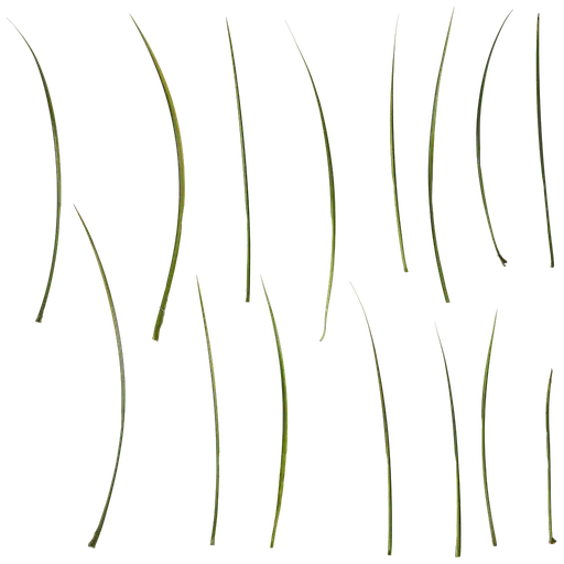 Acorus gramineus ogan Leaf