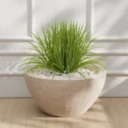 Grass Plant