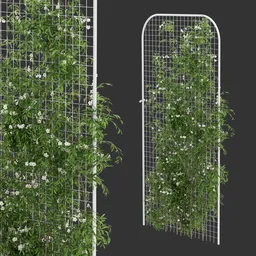 Vertical Fence Ivy Flowering Q