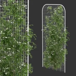 Vertical Fence Ivy Flowering Q