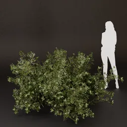 SJ-Wilderness Garden Mood Bush