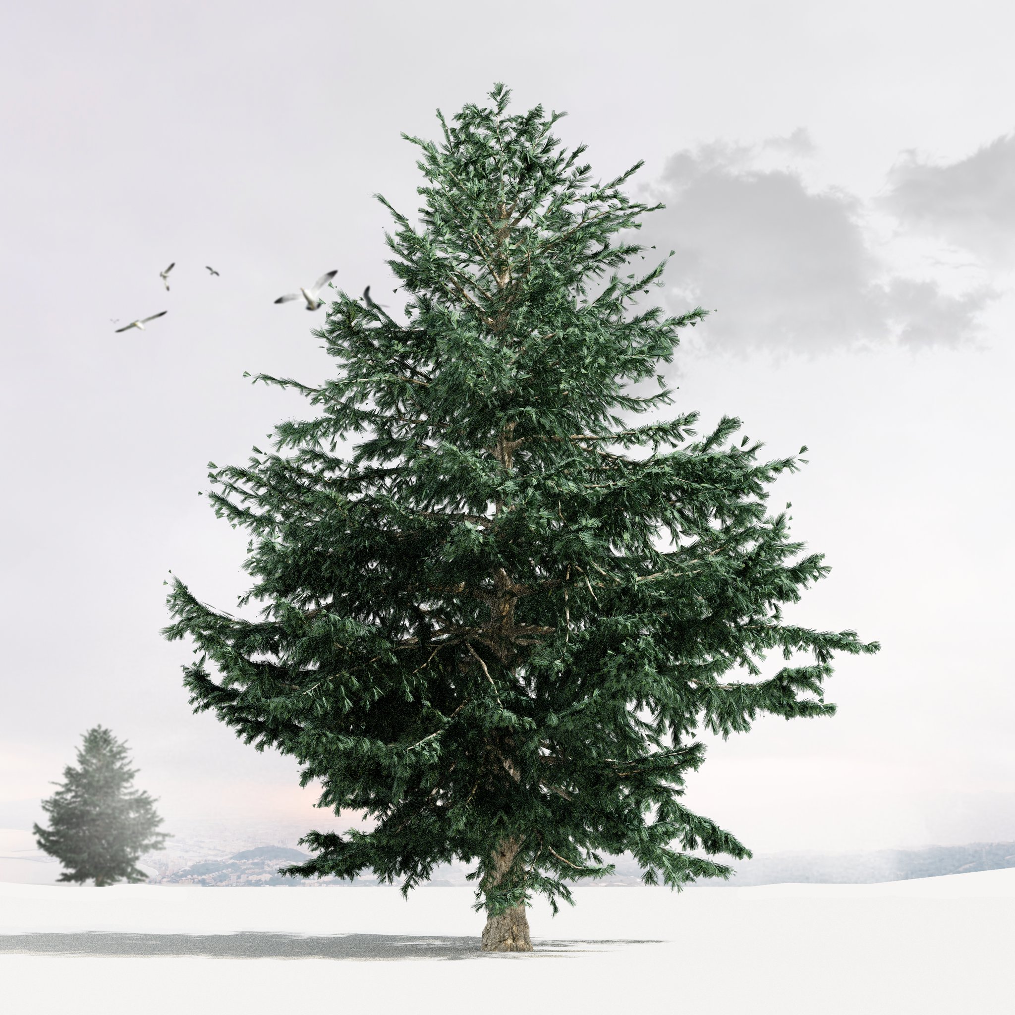 Tree Cedrus deodara Spring summer autumn | FREE Trees models | BlenderKit