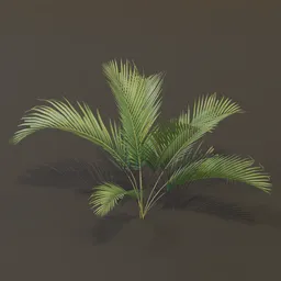Small Palm Large