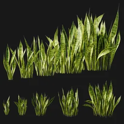 Snake Plant Collection (Sansevieria)