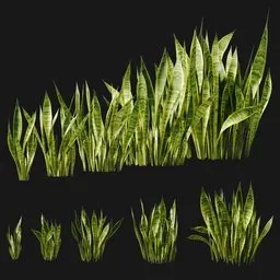 Snake Plant Collection (Sansevieria)