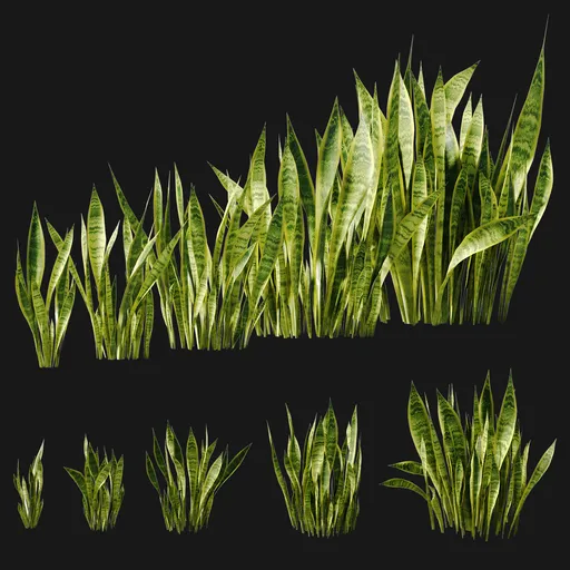Snake Plant Collection (Sansevieria)