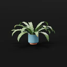 Hart Tongue Fern Smal Potted