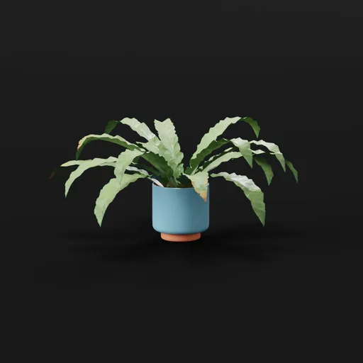 Hart Tongue Fern Smal Potted
