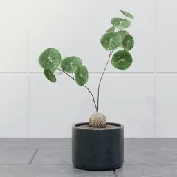 Chinese Money Plant