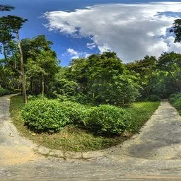 Cloudy mountain forest