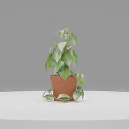 Potted Plant