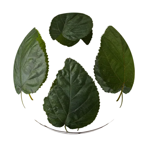 Tree leaves