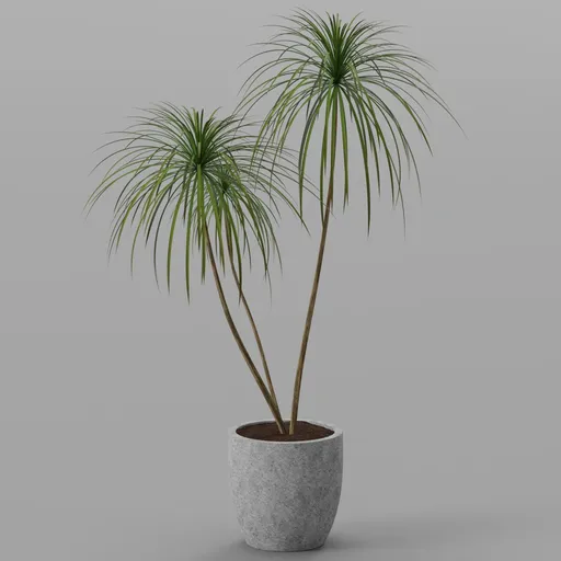 Indoor Plant in Concrete Pot