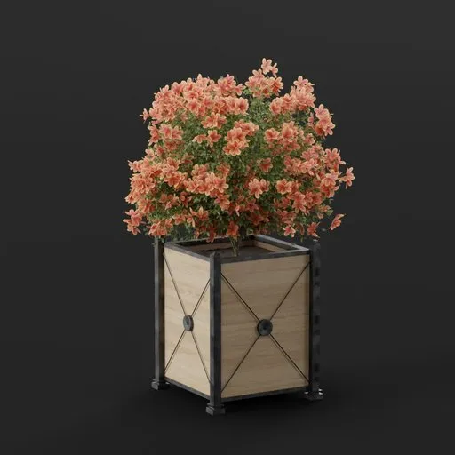 Orange Blossom Tree