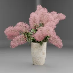 Pink Smoke Tree Plant in Vase