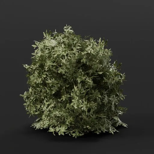 Button Bush Large