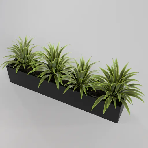 Agave plant