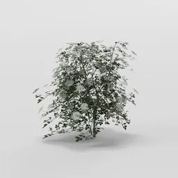 Round Elder Tree