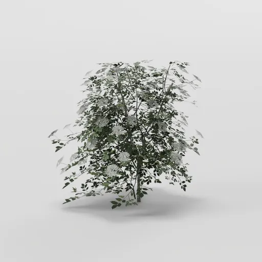 Round Elder Tree