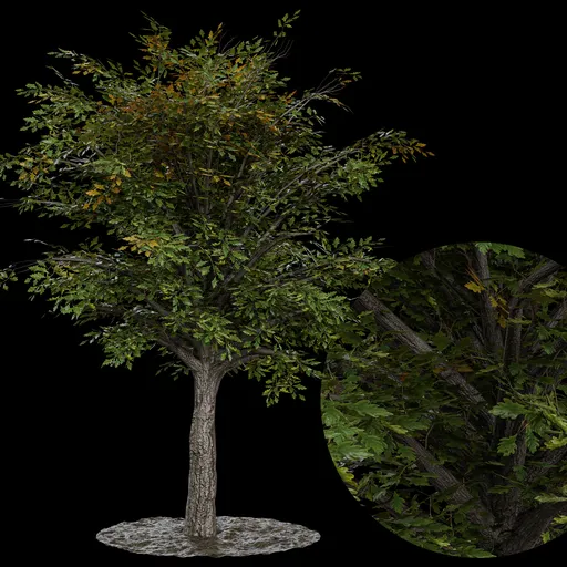 Low Poly Broadleaf Autumn Tree
