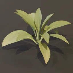 Haran Cast Iron Plant Small