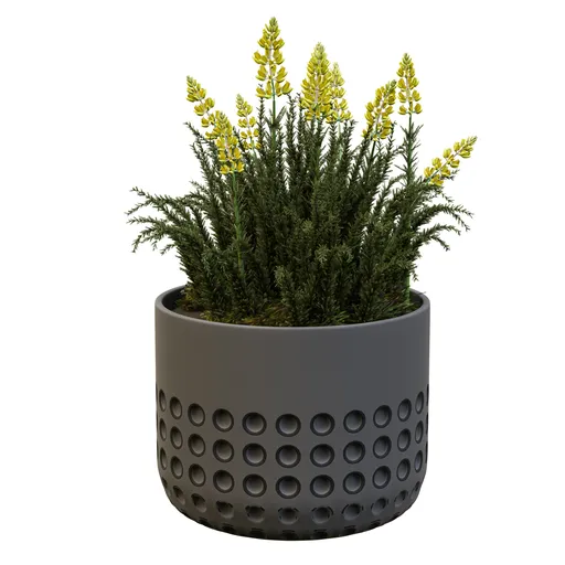 Lavender Flowers b