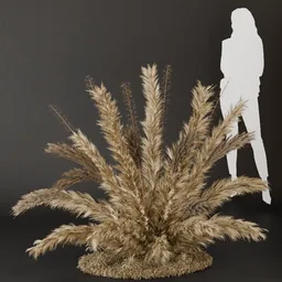 SJ- Pampas Natural Spirit Bush