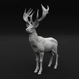 Deer Stag