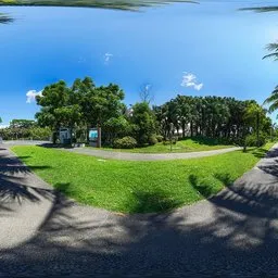 Coconut trees in the daytime sun