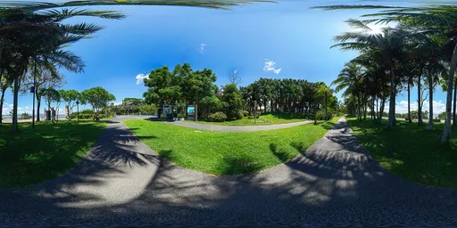 Coconut trees in the daytime sun