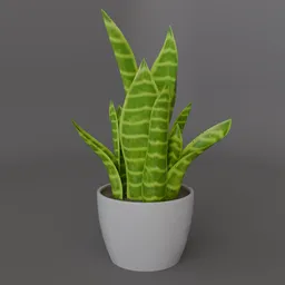 House plant