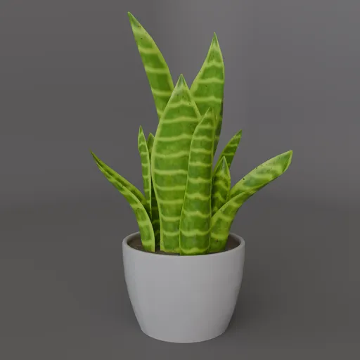 House plant