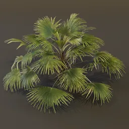 Chinese Palm Large