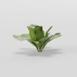 Lettuce