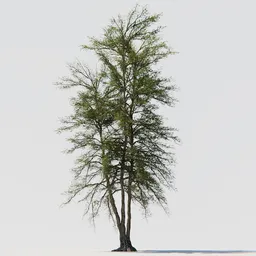 Detailed 3D tree model with fruits and textured bark, suitable for Blender graphic design and animation.