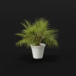 Caraday Palm Lrg Pot