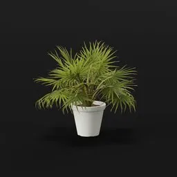 Caraday Palm Lrg Pot