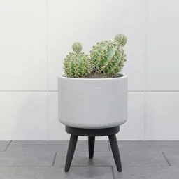 Twin Cactus in Pot