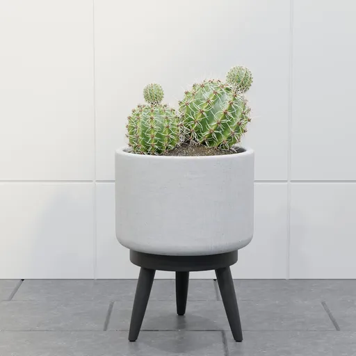 Twin Cactus in Pot