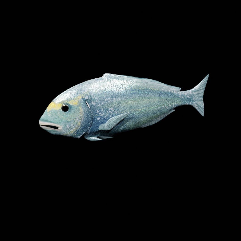 Animated mediterranean fish, Dorade | Fish models | Blendkit