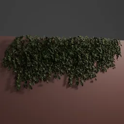 Dense Wall Ivy Climber