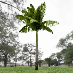 Imperial Palm Tree Animated