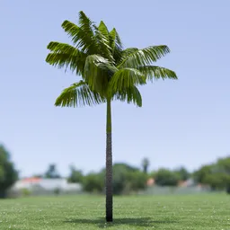 Imperial Palm Tree Animated