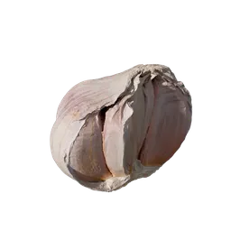 Allium sativum