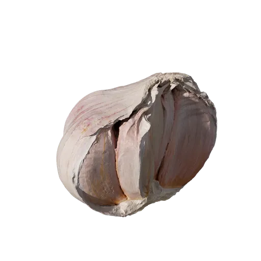 Allium sativum