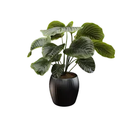 "Realistic Calathea plant 3D model with detailed leaves and soil in concrete pot. Created with Blender 3D software and perfect for indoor nature scenes. Ideal for AI apps or web design projects."